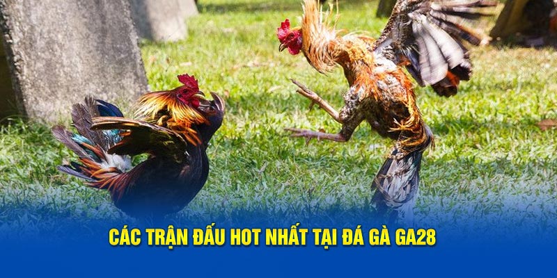 Các trận đấu hot nhất tại đá gà GA28