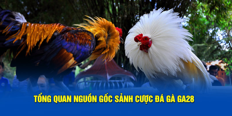 Tổng quan nguồn gốc sảnh cược đá gà GA28